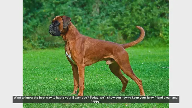 Video thumbnail for How to Bathe Your Boxer Dog: Step-by-Step Guide