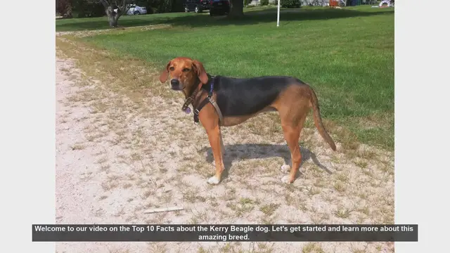 Video thumbnail for Top 10 Fascinating Facts About the Kerry Beagle Dog