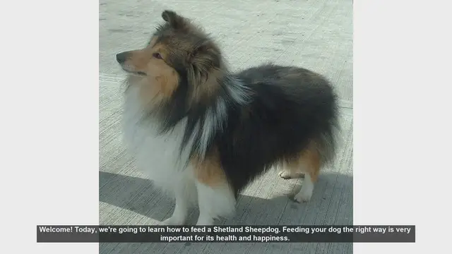 Video thumbnail for How to Properly Feed Your Shetland Sheepdog