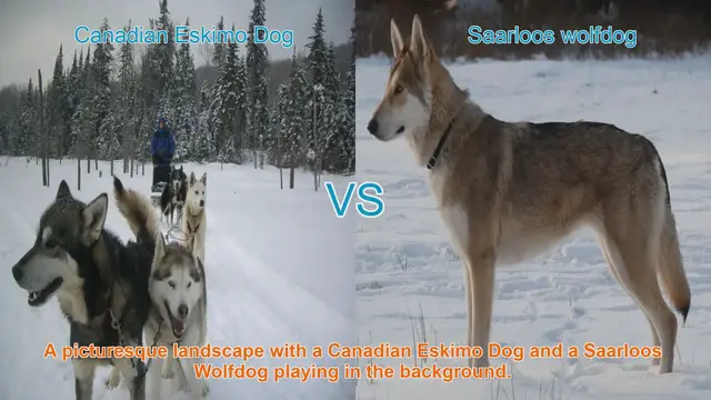 Video thumbnail for Exploring the Unique Traits of Canadian Eskimo Dog and Saarloos Wolfdog