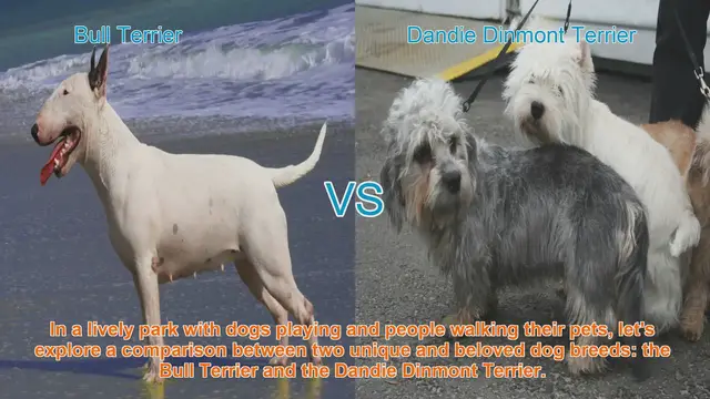 Video thumbnail for Bull Terrier vs. Dandie Dinmont Terrier: A Tail Wagging Comparison
