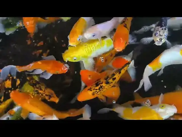 Video thumbnail for How to Treat Anchor Worms in Koi Fish: A Comprehensive Guide