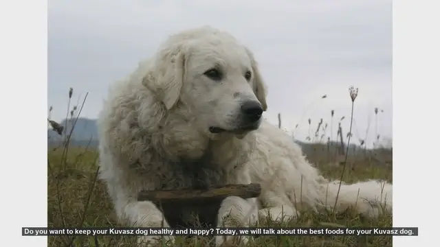 Video thumbnail for Top Foods to Keep Your Kuvasz Dog Healthy and Happy
