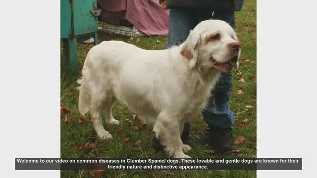 Video thumbnail for Common Health Issues in Clumber Spaniel Dogs: Prevention and Care