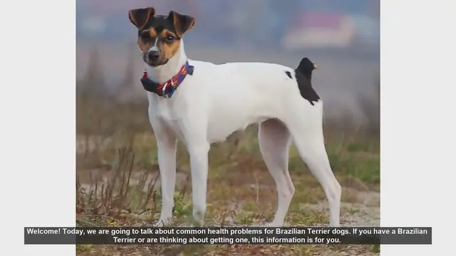 Video thumbnail for Common Health Problems in Brazilian Terrier Dogs