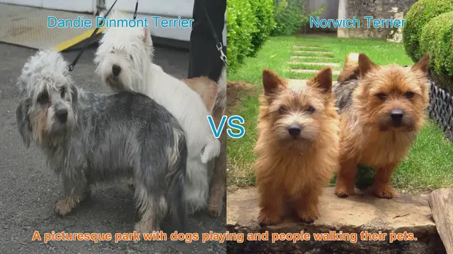 Video thumbnail for Comparing Dandie Dinmont Terrier and Norwich Terrier: A Guide to Choosing the Perfect Canine Companion