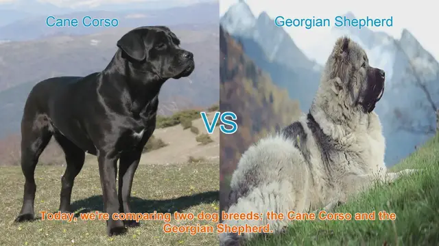 Video thumbnail for Cane Corso vs. Georgian Shepherd: A Comparison of Two Remarkable Dog Breeds