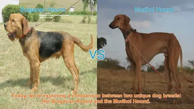 Video thumbnail for Bulgarian Hound vs. Mudhol Hound: A Comparative Guide
