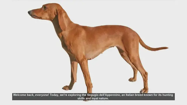 Video thumbnail for Segugio dell'Appennino: Pros and Cons of This Loyal Italian Hunting Dog