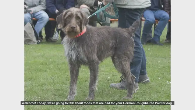 Video thumbnail for Foods to Avoid for Your German Roughhaired Pointer