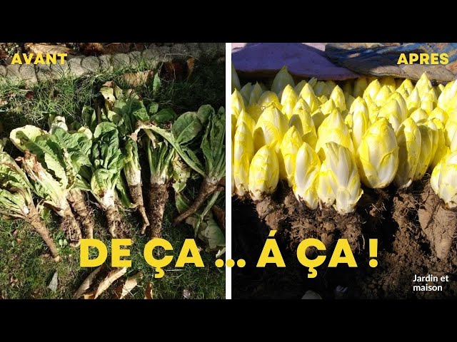 Video thumbnail for Cultiver des Endives dans sa Cave (ou Garage) : Le Guide Complet