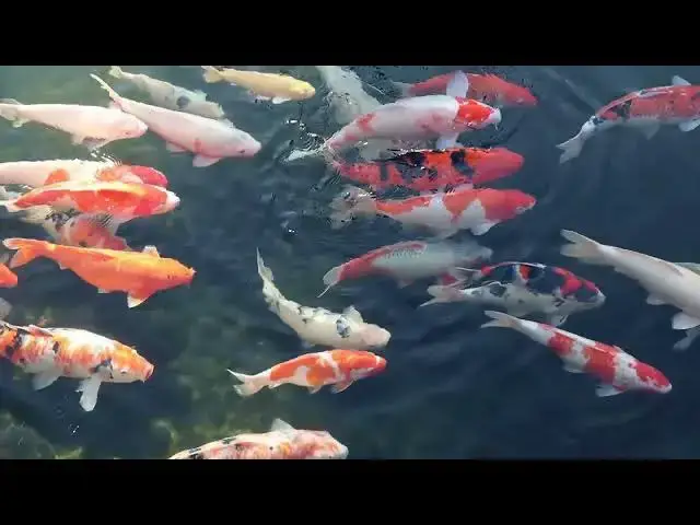 Video thumbnail for Koi Fish Feeding Guide: Boost Health and Lifespan