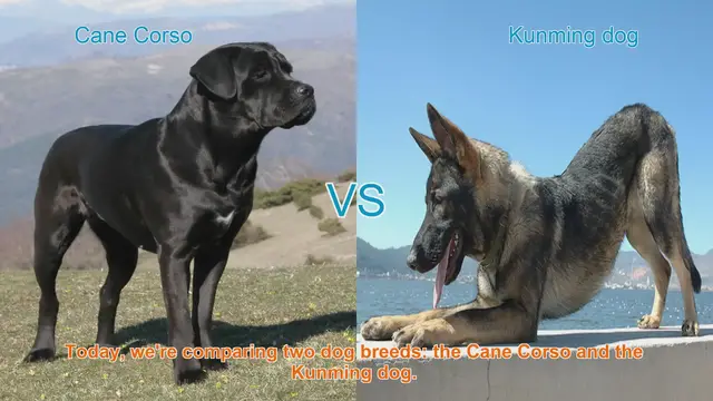 Video thumbnail for Cane Corso vs. Kunming Dog: A Comprehensive Comparison