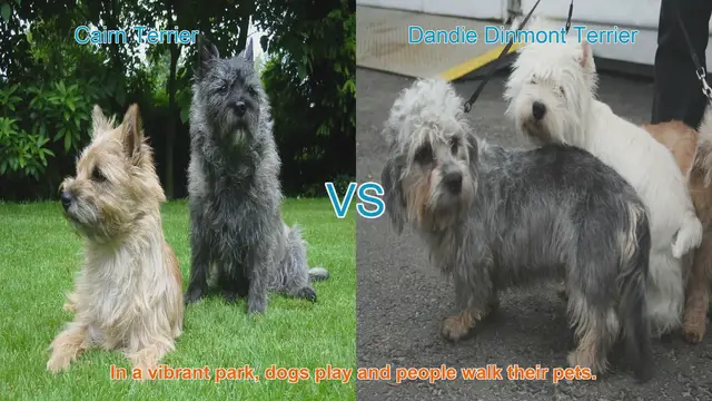 Video thumbnail for Cairn Terrier vs. Dandie Dinmont Terrier: A Charming Breed Comparison