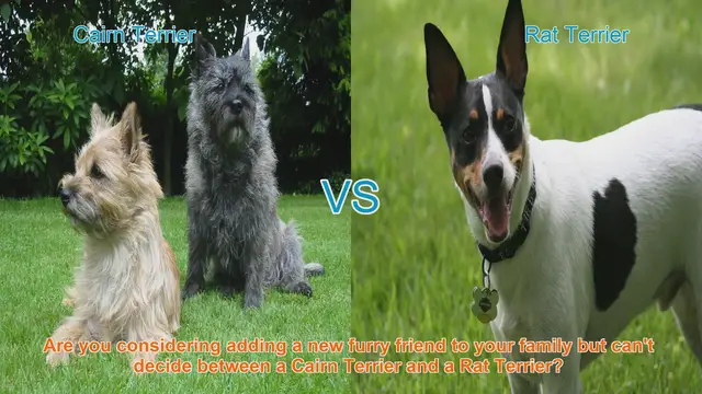 Video thumbnail for Cairn Terrier vs. Rat Terrier: A Comprehensive Comparison