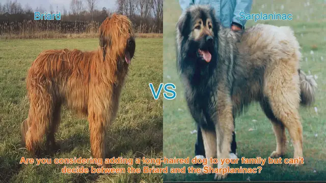 Video thumbnail for Briard vs. Sharplaninac: A Detailed Breed Comparison