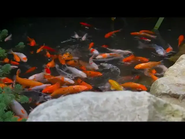 Video thumbnail for How to Store Koi Fish Food for Winter: Essential Tips