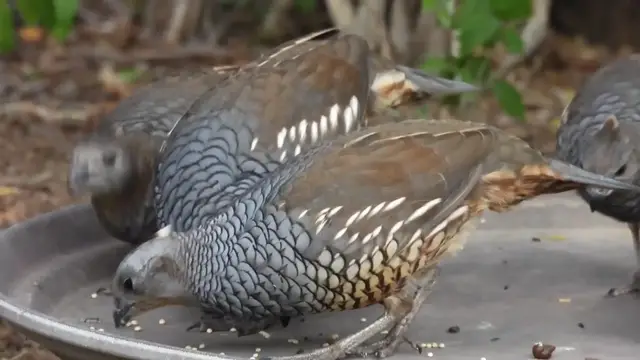 Video thumbnail for Fashionable Cottontops