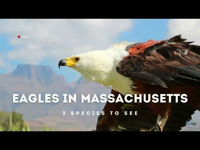 Video thumbnail for An Up-Close Look at Eagles in Massachusetts: A Hiking Adventure