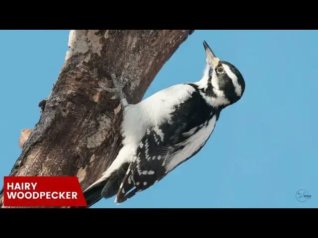 Video thumbnail for The Fascinating Biology of Maryland's Woodpeckers: A Closer Look