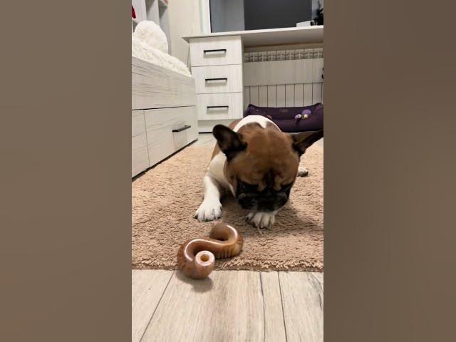 Video thumbnail for I need more of this #frenchbulldog #puppy #USA