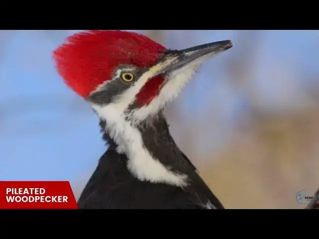 Video thumbnail for Amazing Footage of Woodpeckers in Texas's Forests