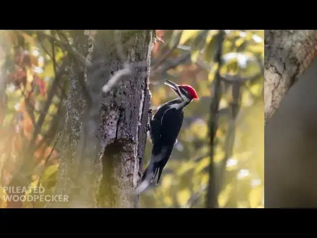 Video thumbnail for Woodpeckers in Tennessee: Identifying Species and Their Habitat