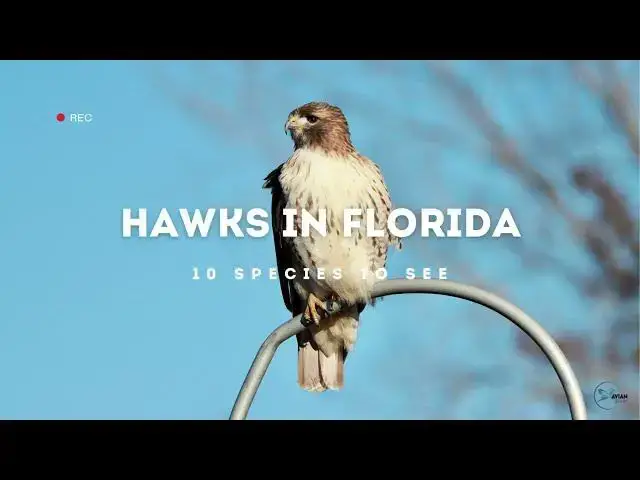 Video thumbnail for Hawks in Florida: Winged Custodians of the Sunshine State