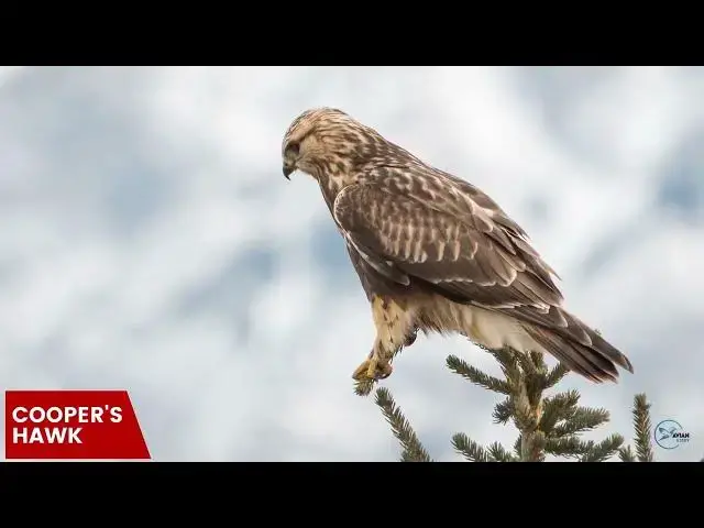 Video thumbnail for Hawks in Kentucky: Winged Sentinels of the Bluegrass State
