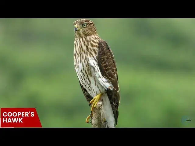 Video thumbnail for Hawks in Idaho: Aerial Guardians of the Gem State