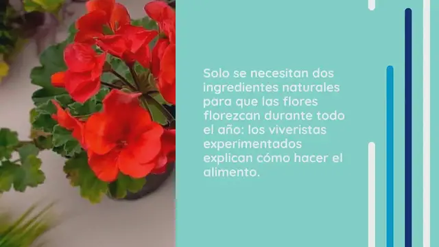 Video thumbnail for Permite que las flores florezcan durante todo el año con estos dos ingredientes naturales
