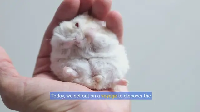 Video thumbnail for Hamster Haven: Discover Breeds & Care Essentials
