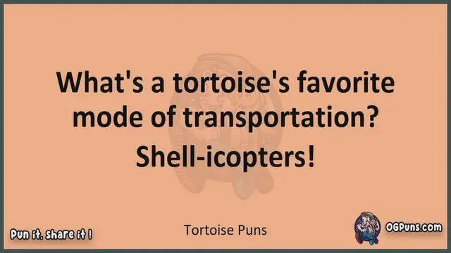Video thumbnail for Tortoise - Jokes, Puns, Wordplays, and Laughter