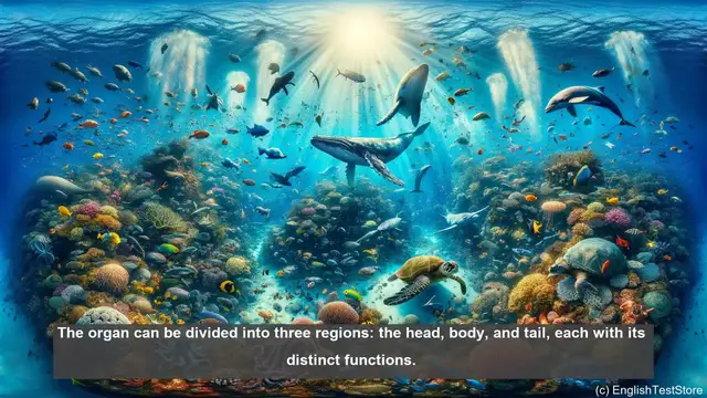 Video thumbnail for Epididymis in biology - meaning, definition and examples