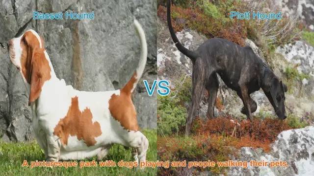 Video thumbnail for Basset Hound vs. Plott Hound: A Comparison of Two Distinct Breeds