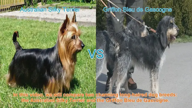Video thumbnail for Comparing Australian Silky Terrier and Griffon Bleu de Gascogne: A Charming Breed Showdown