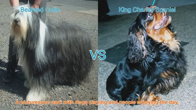 Video thumbnail for Comparing Bearded Collies and King Charles Spaniels: A Comprehensive Guide
