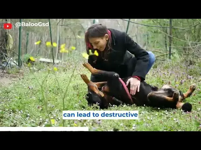 Video thumbnail for German Shepherd Vs Rottweiler 3