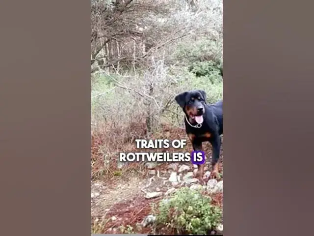 Video thumbnail for German Shepherd Vs Rottweiler 1