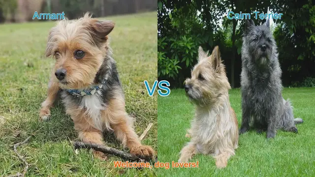 Video thumbnail for Armant vs. Cairn Terrier: A Comparison of Two Unique Dog Breeds