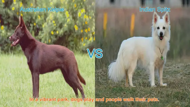 Video thumbnail for Australian Kelpie vs. Indian Spitz: A Breed Comparison