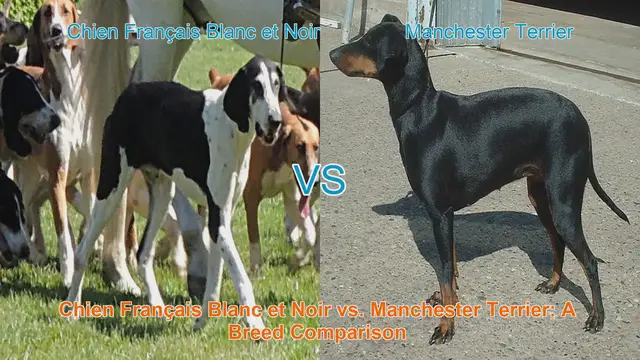 Video thumbnail for Chien Français Blanc et Noir vs. Manchester Terrier: A Breed Comparison