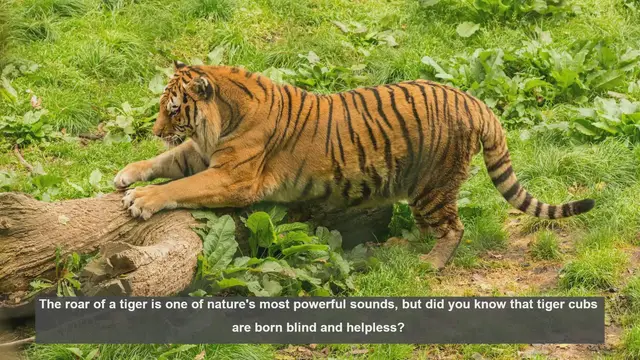 Video thumbnail for 10 Surprising Facts About Tiger Cubs' Survival
