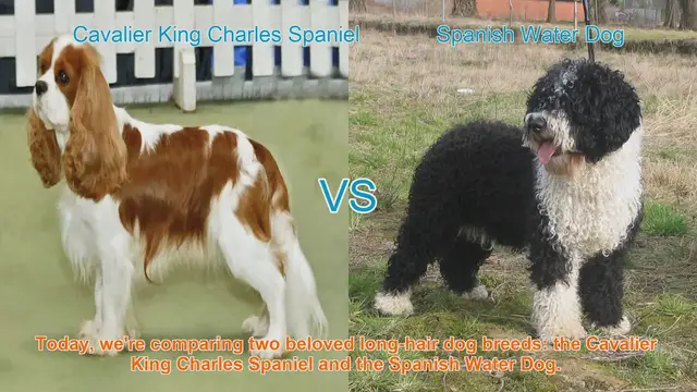 Video thumbnail for Cavalier King Charles Spaniel vs. Spanish Water Dog: A Comparison
