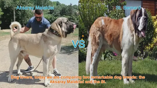 Video thumbnail for Aksaray Malaklisi vs. St. Bernard: A Comprehensive Comparison