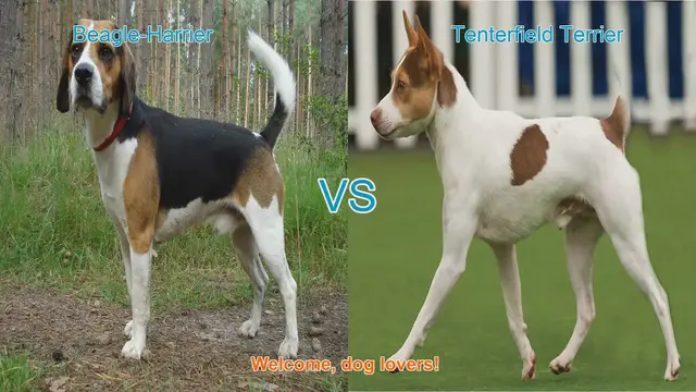 Video thumbnail for Beagle-Harrier vs. Tenterfield Terrier: A Comprehensive Breed Comparison