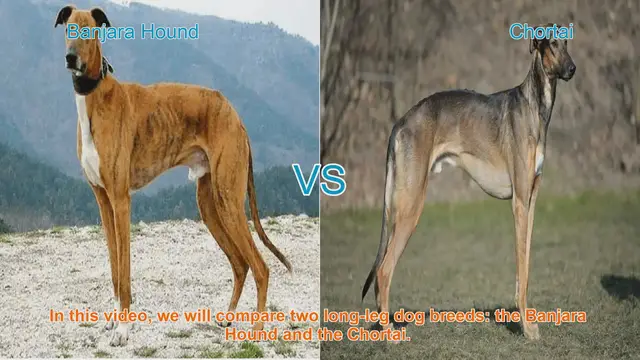 Video thumbnail for Banjara Hound vs. Chortai: A Comprehensive Breed Comparison