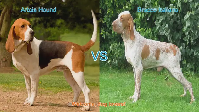 Video thumbnail for Artois Hound vs. Bracco Italiano: A Comprehensive Comparison