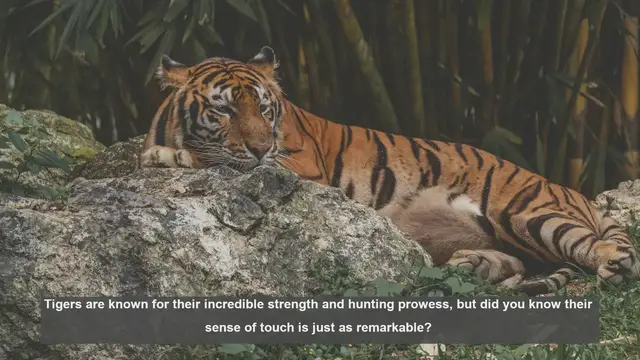Video thumbnail for 10 Surprising Facts About Tigers' Sense of Touch