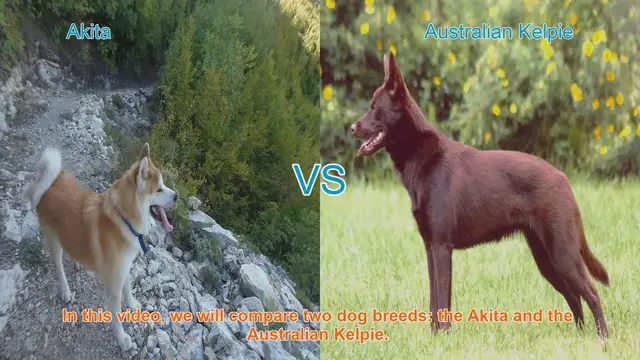 Video thumbnail for Akita vs. Australian Kelpie: A Comprehensive Breed Comparison
